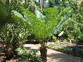 Queen Sago / Cycas circinalis 